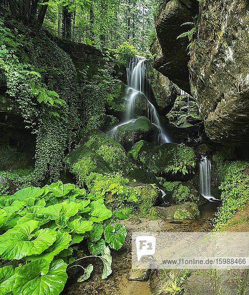 Lichtenhainer Wasserfall im Kirnitzschtal  Elbsandsteingebirge  Nationalpark Sächsische Schweiz  bei Bad Schandau  Sachsen  Deutschland  Europa