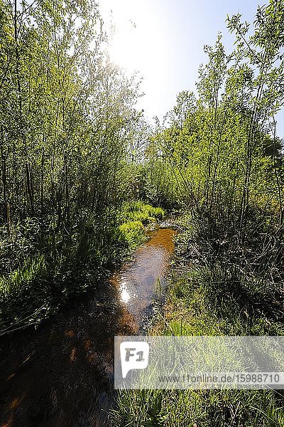 Renaturiertes Fließgewässer der Breuskes Mühlenbach gehört zum Flusssystem der Emscher war vorher ein offener oberirdischer Schmutzwasserkanal Emscherumbau Recklinghausen Ruhrgebiet Nordrhein-Westfalen Deutschland Europa