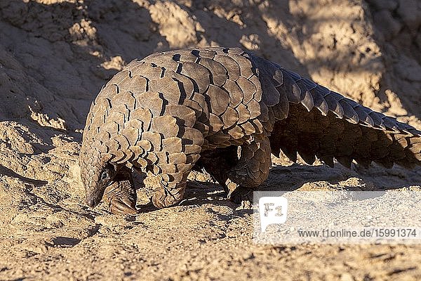 Africa,  Namibia,  Private reserve,  Ground pangolin,  also known as Temminck's pangolin or Cape pangolin,  (Smutsia temminckii),  controlled conditions.