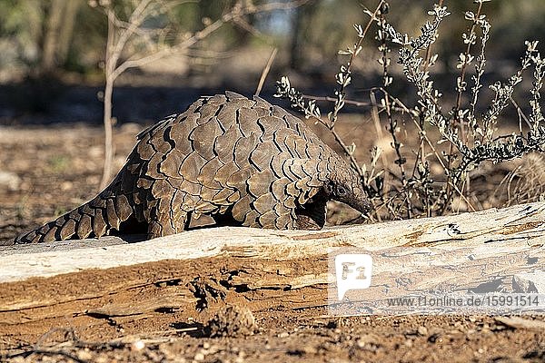 Africa  Namibia  Private reserve  Ground pangolin  also known as Temminck's pangolin or Cape pangolin  (Smutsia temminckii)  controlled conditions.