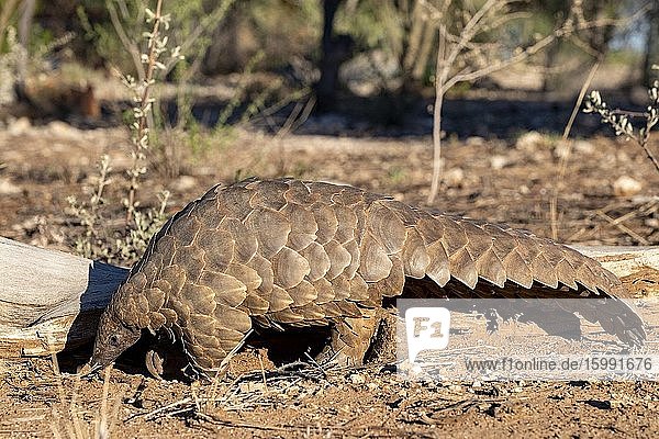 Africa, Namibia, Private reserve, Ground pangolin, also known as Temminck's pangolin or Cape pangolin, (Smutsia temminckii), controlled conditions.