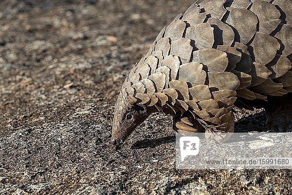 Africa  Namibia  Private reserve  Ground pangolin  also known as Temminck's pangolin or Cape pangolin  (Smutsia temminckii)  controlled conditions.
