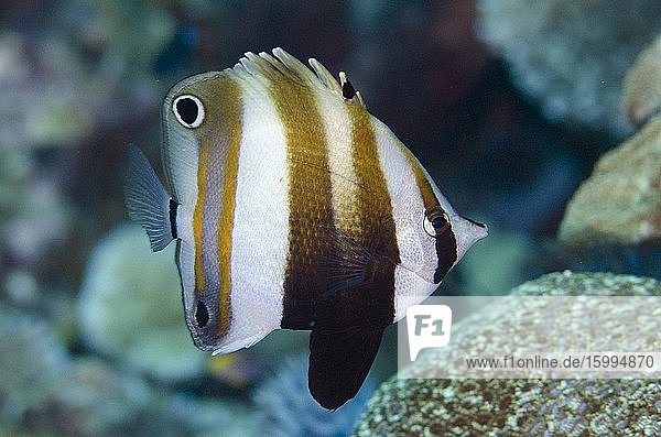 Two-eyed Coralfish (Coradion melanopus) Pulau Molana dive site near Ambon Maluku Indonesia Banda Sea.