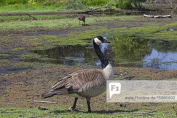 Canadian Geese Madrona Marsh Wetlands is a vernal freshwater marsh and is approximately 43 acres. torrance California USA.