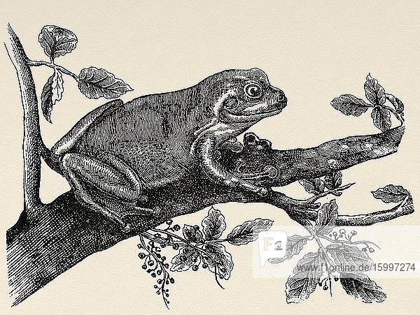The southern frog (Hyla meridionalis) is a species of anuran amphibian in the family Hylidae. Old engraved animal illustration 19th century.