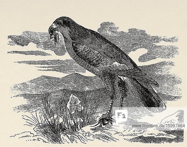 The Somali lizard goshawk (Melierax poliopterus) is a species of Accipitriforme bird of the Accipitridae family that lives in East Africa. Old engraved animal illustration 19th century.