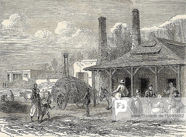 Old sugar cane factory Mauritius Island. Mascarene Islands South Africa Old 19th century engraved illustration Le Tour du Monde 1863.