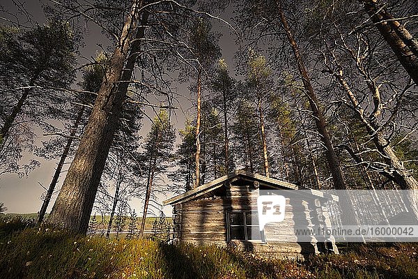 A log cabin is standing in a pine forest close to a lake.