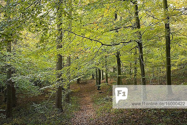 The woodland above Goblin Combe in early autumn near Cleeve  North Somerset  England.