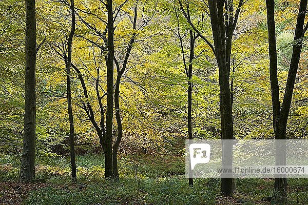 A beech woodland in autumn at Goblin Combe  North Somerset  England.