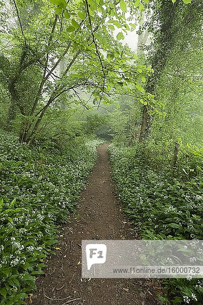 A pathway through Ramsons (Allium ursinum) or Wild Garlic in flower in Mendip Lodge Woods in the Mendip Hills Area of Outstanding Natural Beauty  North Somerset  England.