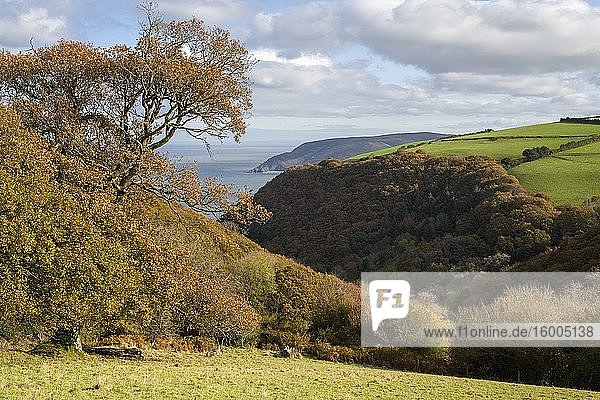 Autumnal view over Culbone and Yearnor Wood to Bossington Hill and the Bristol Channel in the Exmoor National Park  Somerset  England.