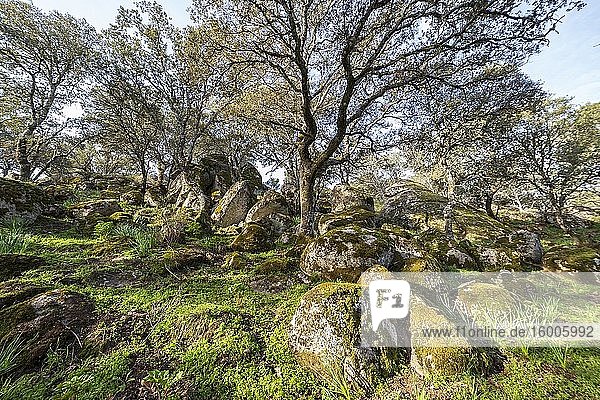 Holm oaks  moss and grass on Mingamorena hill. Pelahustan. Toledo. Spain. Europe.