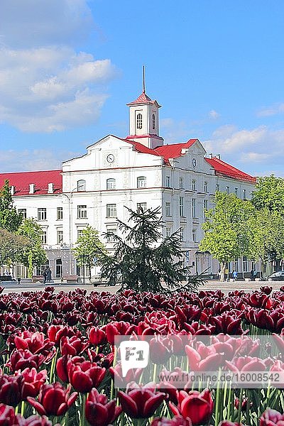 Flowerbed decoration. Many tulips grow in city. Beautiful spring tulips on flower bed in city in bright day. Beautiful architecture of town of Chernihiv and purple tulips. Tulips bloom in city.