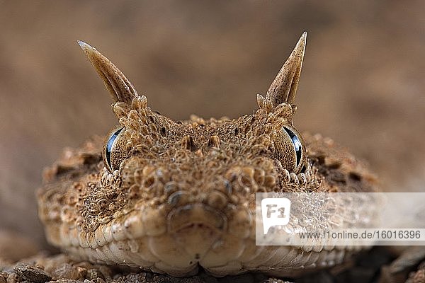 Horned viper (Cerastes cerastes) animal portrait Egypt Africa