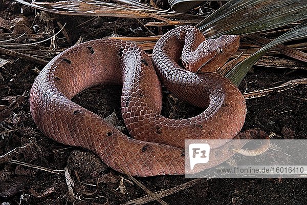 Hump-nosed Pit viper (Hypnale hypnale) Sri Lanka Asia