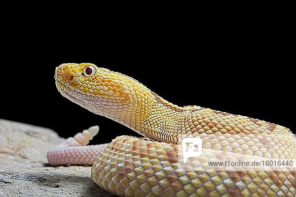 Hypomelanistic Northwestern neotropical rattlesnake (Crotalus culminatus) animal portrait captive Mexico Central America