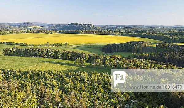 View from Rauenstein over blooming rape fields to the fortress Königstein and Pfaffenstein Elbe Sandstone Mountains National Park Saxon Switzerland Saxony Germany Europe