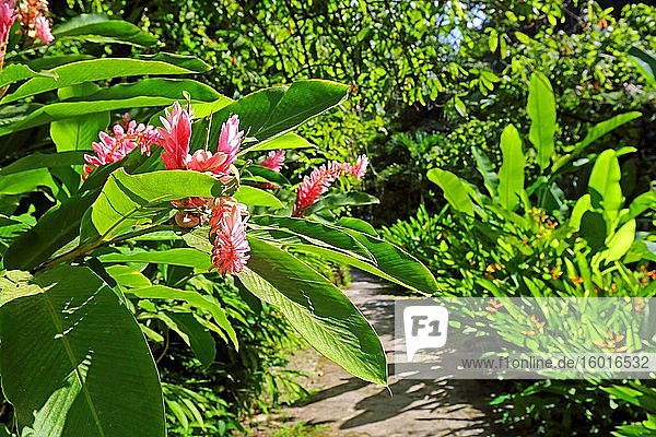 Blossoms in the Botanical Garden with tropical vegetation Soufriere St. Lucia Lesser Antilles West Indies Caribbean Islands