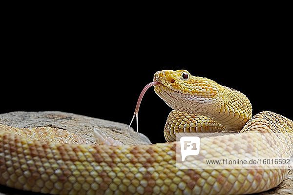 Hypomelanistic Northwestern neotropical rattlesnake (Crotalus culminatus) captive Mexico Central America