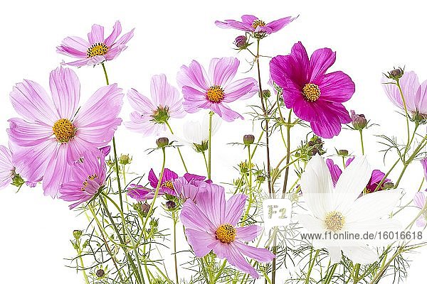 Mexican aster (Cosmos bipinnatus) on white background
