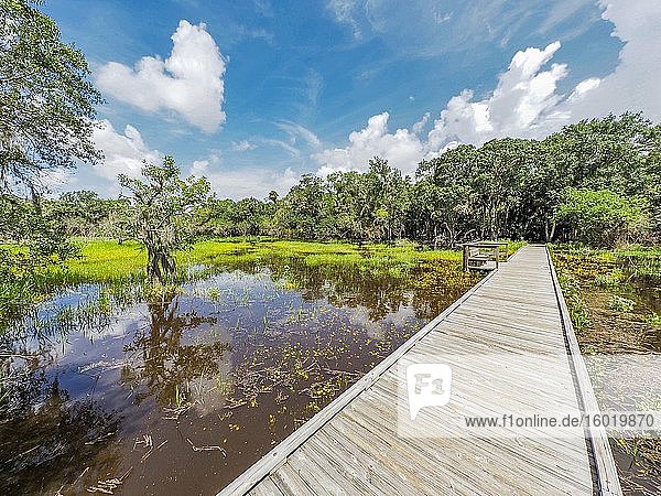 Spaziergang durch Feuchtgebiete auf dem William S Boylston Nature Trail im Myakka River State Park in Sarasota,  Florida,  USA.