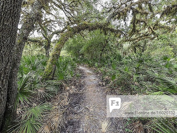 Pfad im Gebiet des William S Boylston Nature Trail im Myakka River State Park in Sarasota Florida in den Vereinigten Staaten.