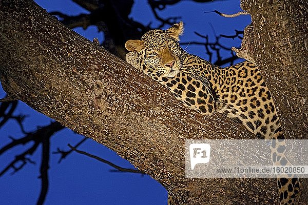 Afrikanischer Leopard (Panthera pardus pardus) auf einem Baum. Ruaha-Nationalpark. Tansania.