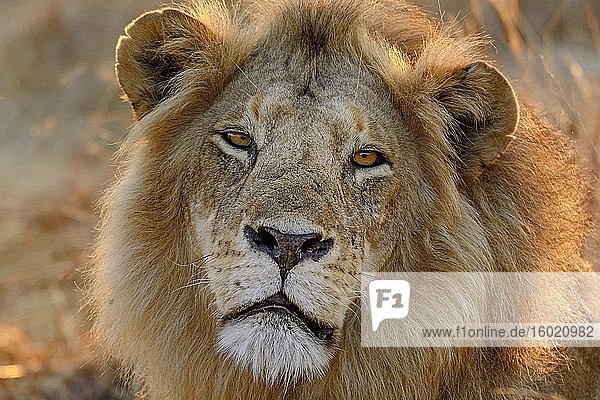 Masai-Löwe oder Ostafrikanischer Löwe (Panthera leo nubica syn. Panthera leo massaica)  männliches Porträt. Ruaha-Nationalpark. Tansania.