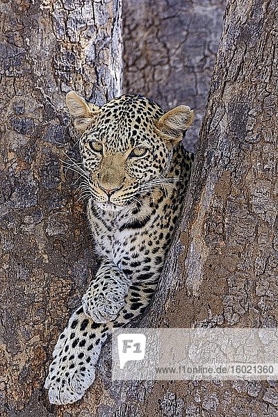 Afrikanischer Leopard (Panthera pardus pardus)  weiblich  in einem Baum. Ruaha-Nationalpark. Tansania.