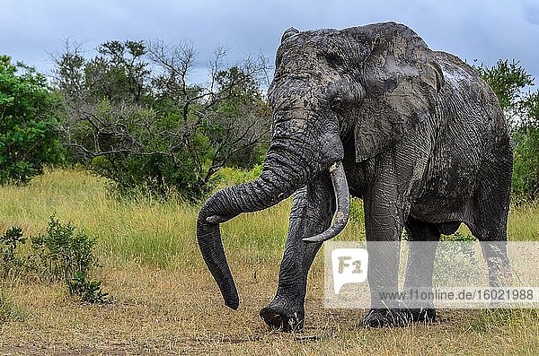 Afrikanischer Buschelefant (Loxodonta africana)  der sich mit seinem Rüssel auf einem Stoßzahn ausruht. Timbavati-Wildreservat. Limpopo-Provinz. Südafrika.