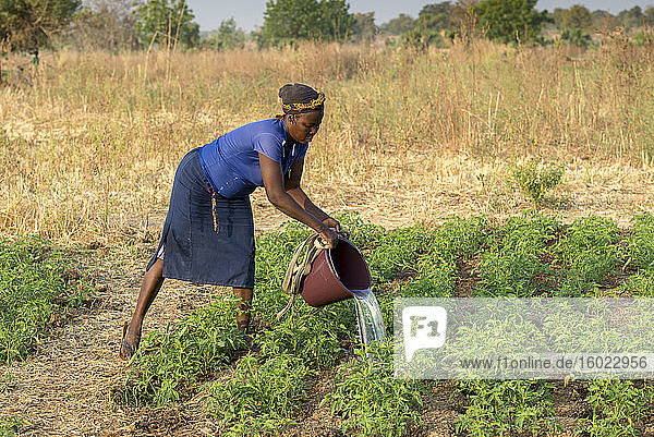 Mikrofinanz-Kundenmarkt Landwirtschaft in der Provinz Savanes  Nordtogo