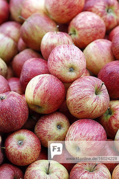 Bio-Äpfel zum Verkauf auf dem Markt