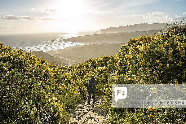 Junger Mann zwischen gelben Lupinen (Lupinus luteus) auf Sanddünen  Ausblick auf Sandstrand an der Küste  Sandfly Bay  Dunedin  Otago  Otago Peninsula  Südinsel  Neuseeland  Ozeanien