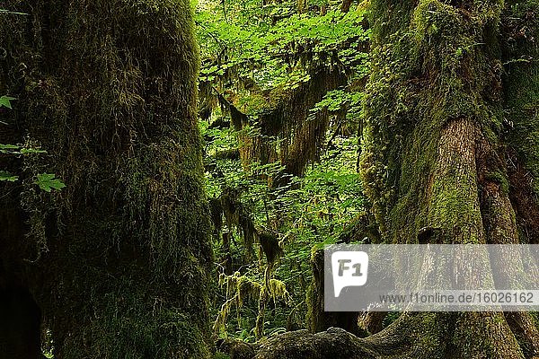 Dichte Vegetation im Regenwald  Olympic National Park  Washington  USA  Nordamerika