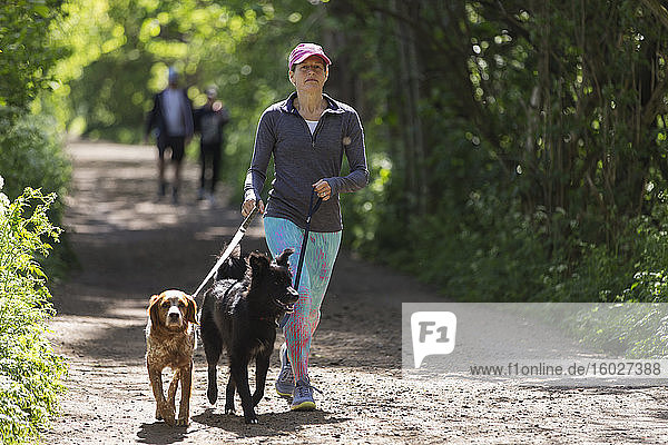 Frau mit Hunden geht auf sonniger Spur im Park
