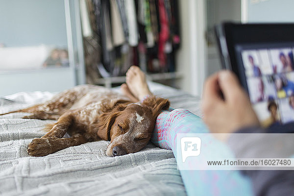 Dog sleeping on bed next to woman using digital tablet