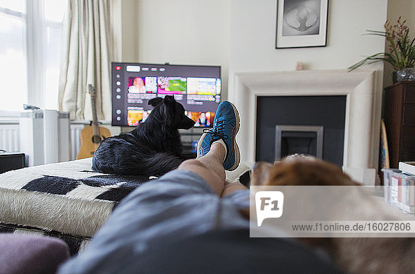 POV Mensch und Hunde entspannen sich und sehen im Wohnzimmer fern