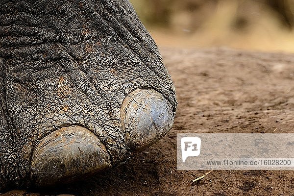 Afrikanischer Buschelefant (Loxodonta africana)  Detail eines Fußes mit Zehennägeln. Mashatu-Wildreservat. Nördliches Tuli-Wildreservat. Botswana.