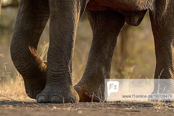 Afrikanischer Buschelefant (Loxodonta africana)  Details von Beinen und Füßen (Fuß) mit Zehennägeln. Mashatu-Wildreservat. Nördliches Tuli-Wildreservat. Botswana.