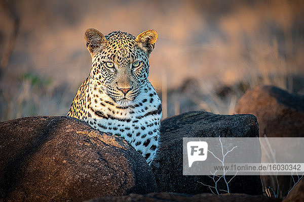 Ein Leopard  Panthera pardus  Ohren nach vorn