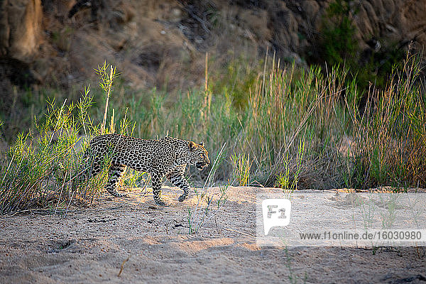 Ein Leopard  Panthera pardus  läuft durch eine Sandbank  Vorderbein erhoben  aus dem Rahmen schauend  Sonnenlicht