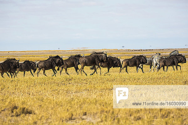 Eine Gnuherde in der Kalahari-Wüste