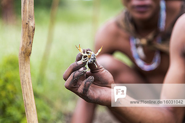 close up of Bushman holding scorpion  Botswana