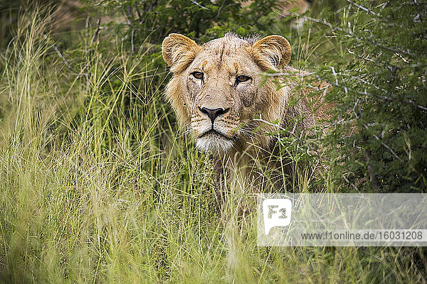Ein weiblicher Löwe  teilweise im langen Gras versteckt