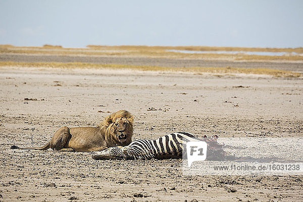 Ein erwachsener männlicher Löwe und ein töten  ein totes Burchell's Zebra.