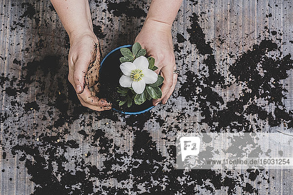 Person potting up small hellebore plant with white flower.