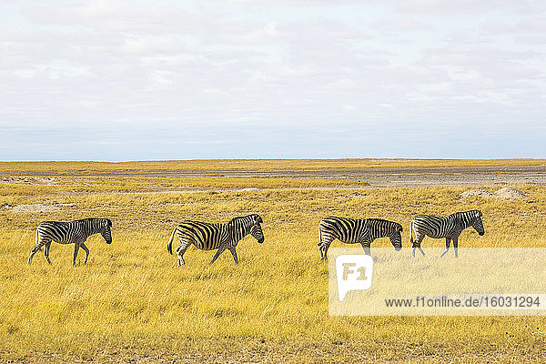 Burchells Zebra Kalahari-Wüste