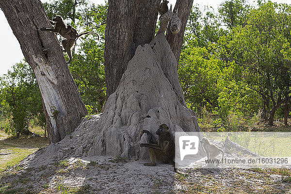 A family of baboons under the trees near a termite mound in a game reserve.