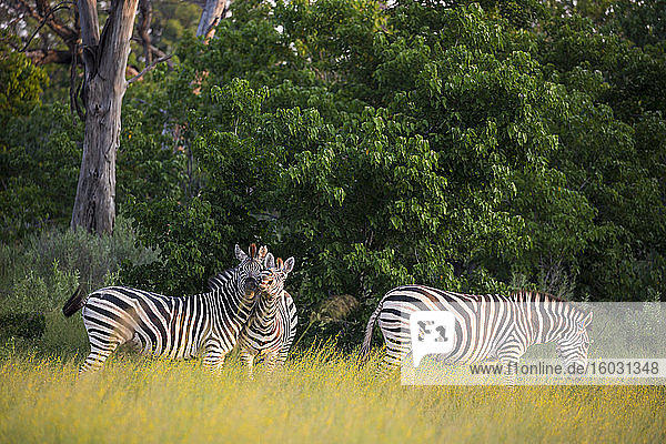 Eine Gruppe von Zebras im langen Gras bei Sonnenuntergang